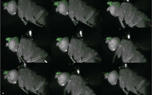 Nature：在果蠅中，一個(gè)腦細(xì)胞可以驅(qū)動(dòng)身體的多種運(yùn)動(dòng)