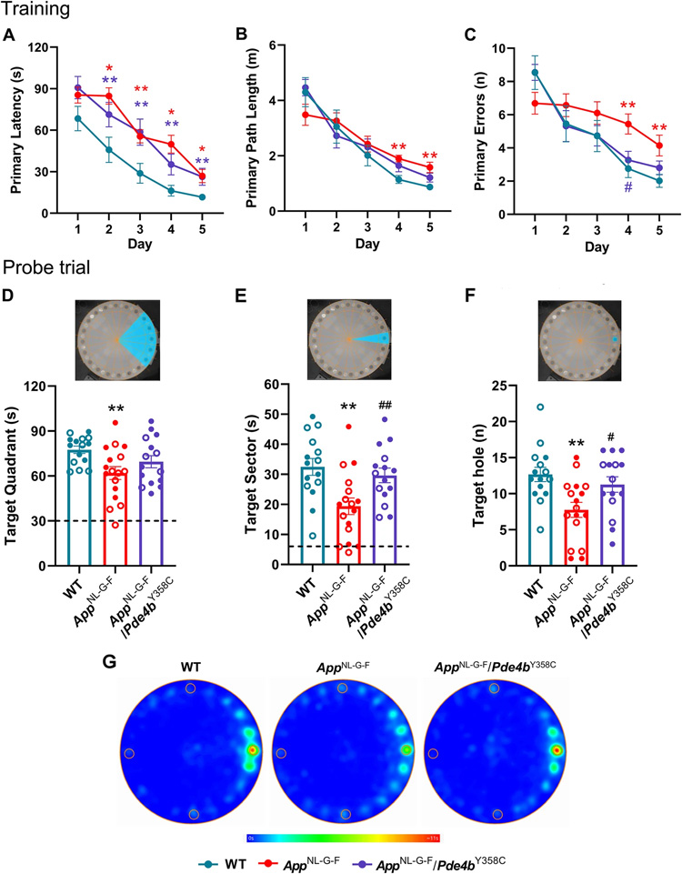 用Barnes迷宮實驗評估亞形態(tài)PDE4B對AppNL-G-F小鼠空間記憶的保護作用