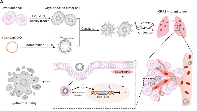 LNT細(xì)胞的特性