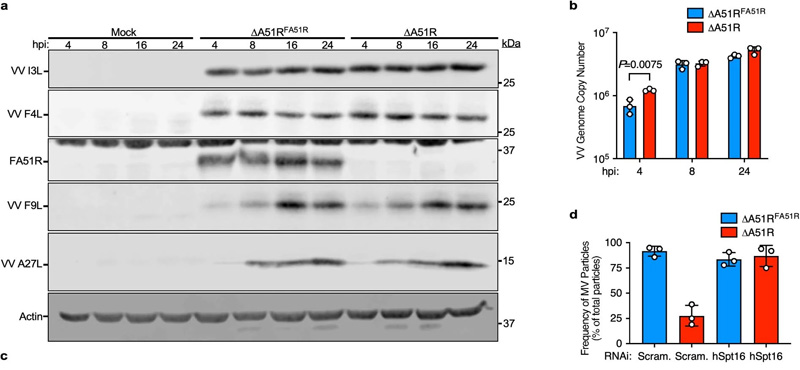 ΔA51R菌株表現(xiàn)出正常的病毒基因表達和基因組復(fù)制