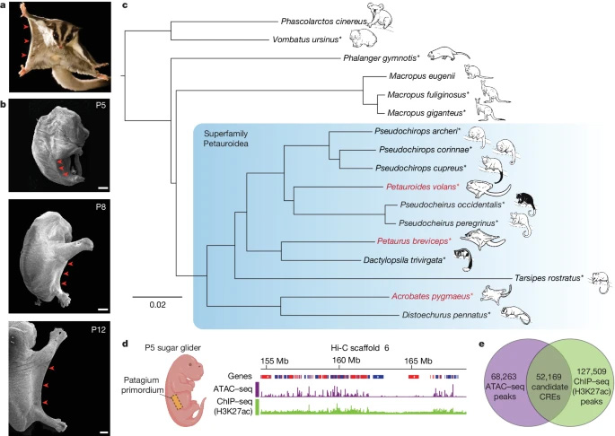 在親緣關(guān)系密切的有袋動物物種中，斑蝶屬的趨同進(jìn)化。