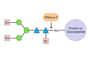 PNGase F——精準(zhǔn)N糖分析工具，助力糖生物學(xué)研究