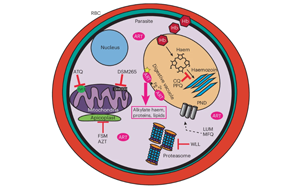 Nature子刊：tRNA修飾的細(xì)胞過(guò)程影響了瘧疾寄生蟲產(chǎn)生耐藥性的能力