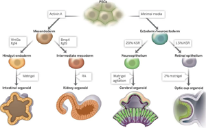類器官培養(yǎng)助力神器|讓類器官茁壯成長