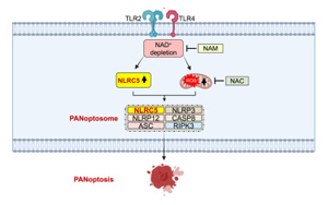 《Cell》首次發(fā)現(xiàn)NLRC5在免疫反應和細胞死亡中的作用