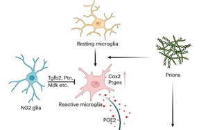 《Nature Neuroscience》能抵抗朊病毒的細胞有什么特征？