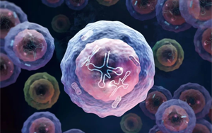 Nature Immunology：一種特殊類型的人類白細胞