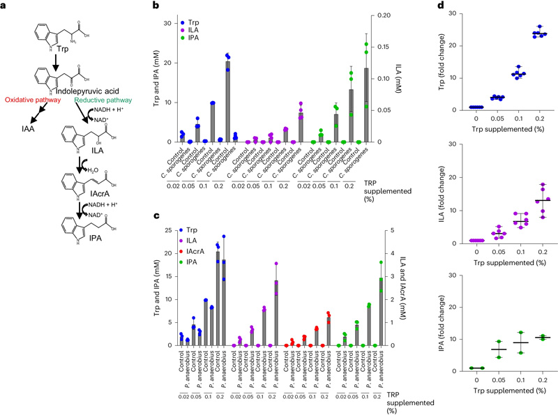 補充色氨酸可增加色氨酸Stickland反應(yīng)衍生的發(fā)酵產(chǎn)物