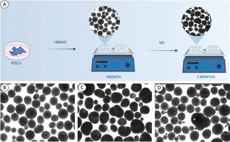 從人類iPSC培養(yǎng)BCO