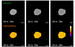 救命藥差點(diǎn)“要命”？Plos Bio揭秘：本是保護(hù)細(xì)胞的“脂肪盾牌”，為何卻成了癌細(xì)胞的保護(hù)傘？