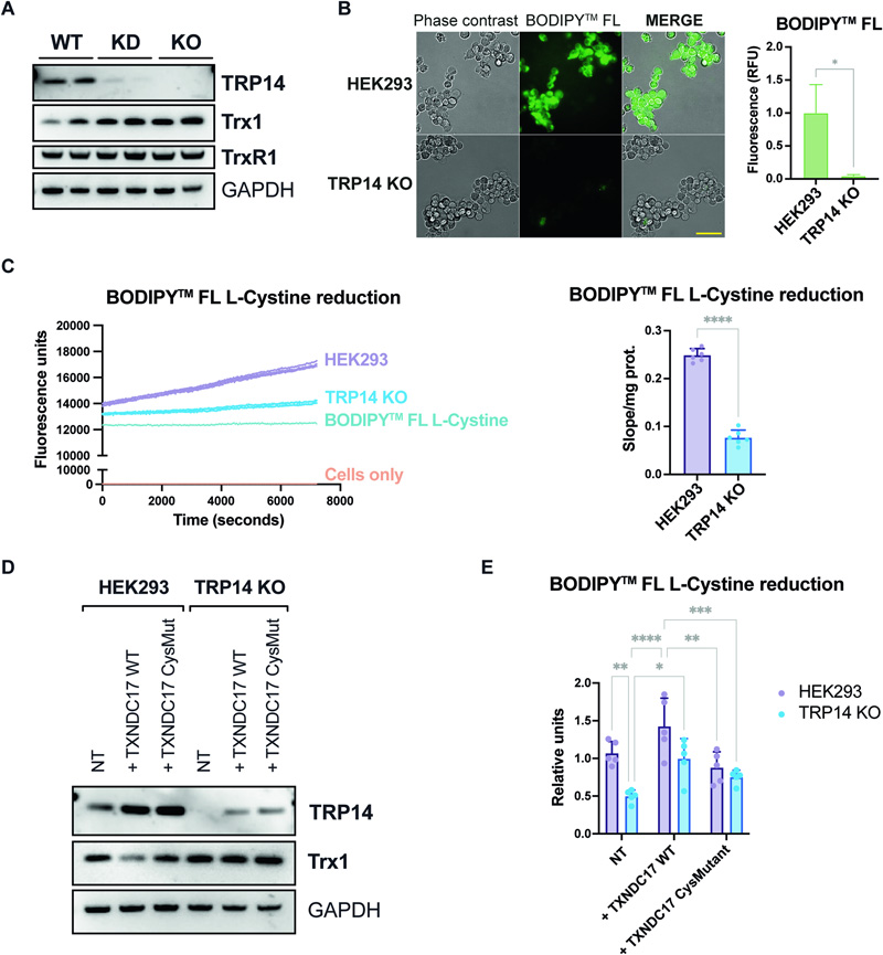 TRP14是HEK293細胞中胱氨酸減少的限速酶