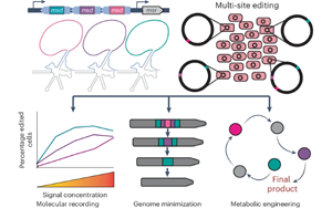 Nature子刊：一步法對細(xì)胞基因組進(jìn)行多次編輯