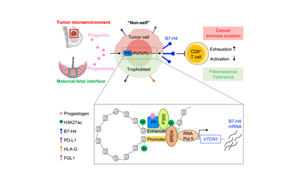 Cell：癌癥和懷孕具有共同的免疫分子機制！