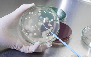 深耕微生物培養(yǎng)領(lǐng)域 歷經(jīng)多年驗證，西寶生物隆重推出胰蛋白胨+酵母粉王炸組合