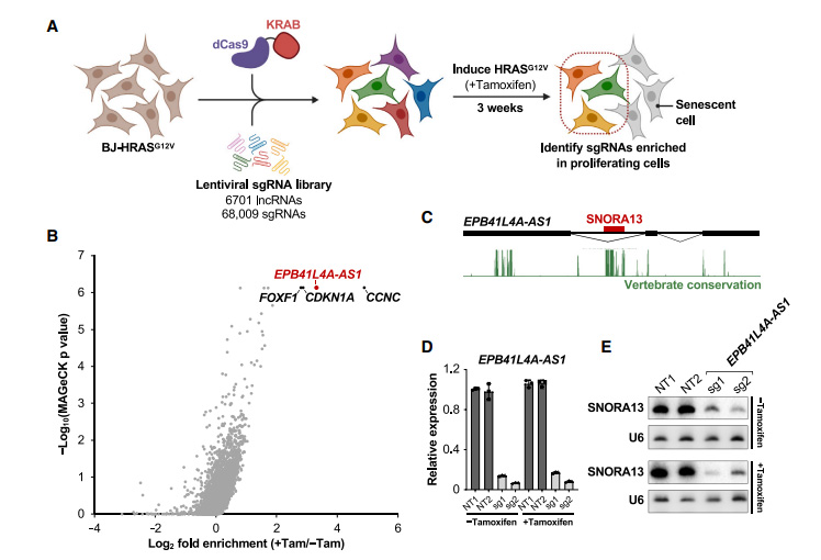 癌基因誘導(dǎo)衰老所需的非編碼RNA EPB41L4A-AS1的鑒定