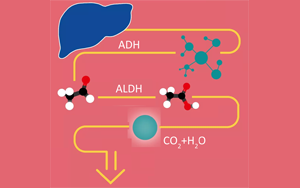 酒精在人體里是怎么“酶”的？