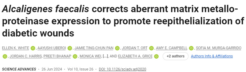 糞芽孢桿菌可促進糖尿病傷口的早期愈合