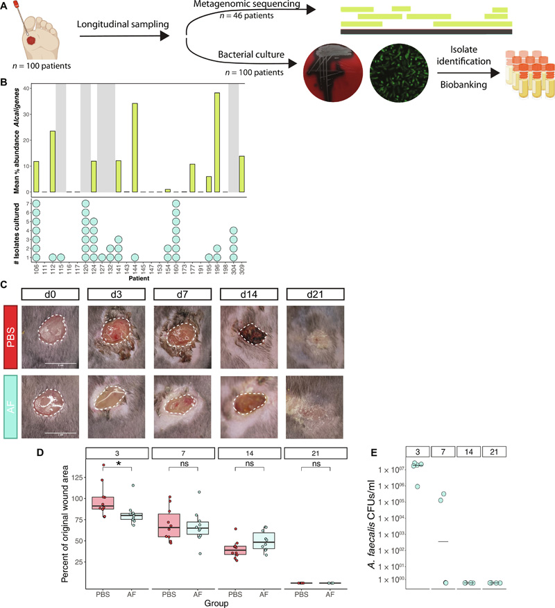 糞芽孢桿菌糾正異常的基質(zhì)金屬蛋白酶表達，促進糖尿病傷口的再上皮化