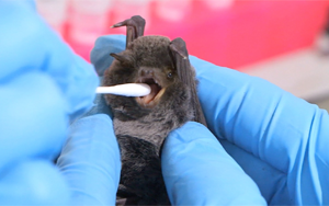 Nature Microbiology：為什么有些病毒比其他病毒具有更大的“大流行潛力”？