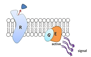 Cell子刊：獨特的機(jī)制保護(hù)胰腺細(xì)胞免受炎癥的影響