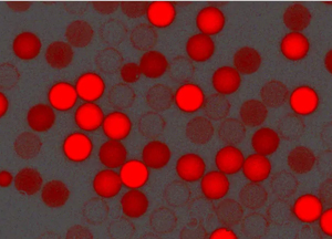 紅色羧基聚苯乙烯微球，粒徑300nm，4%固含量