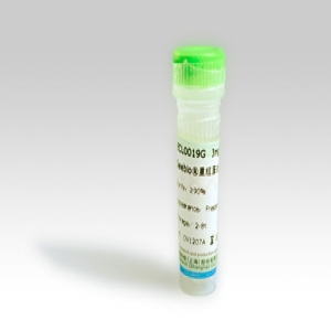 Seebio? 重組蛋白A（rProtein A，ZZZ-HS型）